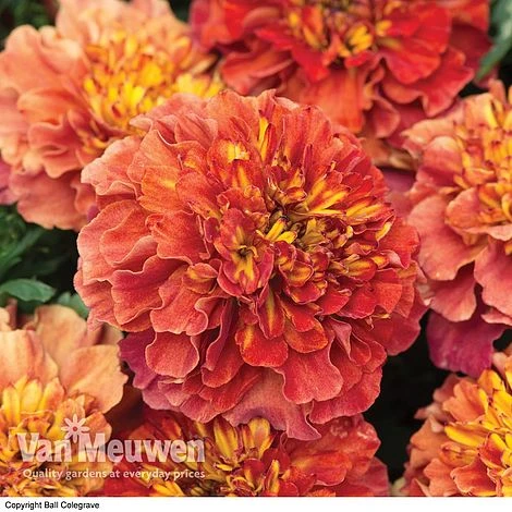 Marigold 'Strawberry Blonde' 1 Marigold 'Strawberry Blonde'