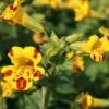 Mimulus X Cultorum 'Major Bees'