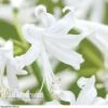 Nerine Bowdenii 'Alba'
