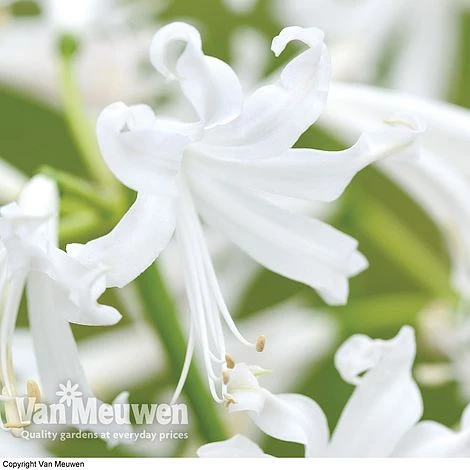 Nerine Bowdenii 'Alba' 1 Nerine Bowdenii 'Alba'