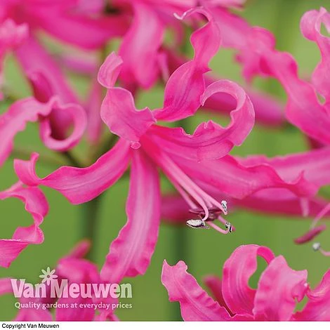 Nerine Bowdenii 'Isabel' 1 Nerine Bowdenii 'Isabel'