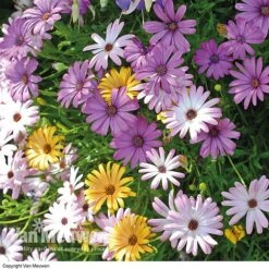 Osteospermum 'Falling Stars'™ -Agapanthus Flowers Store OSTE 69595V A h