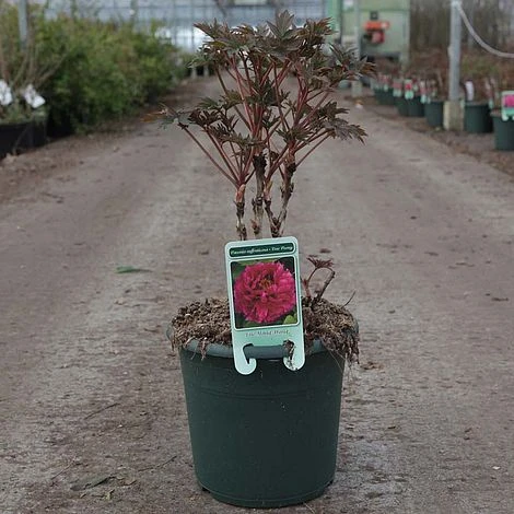 Tree Peony 'Luoyang Hong' 2 Tree Peony 'Luoyang Hong' - Image 2