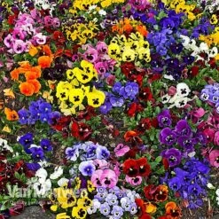 Pansy 'Universal Mixed' F1 Hybrid -Agapanthus Flowers Store PANS 68090 A