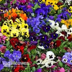 Pansy 'Universal Mixed' F1 Hybrid -Agapanthus Flowers Store PANS 68090 B
