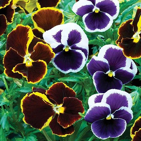 Pansy 'Eclipse' Collection 1 Pansy 'Eclipse' Collection