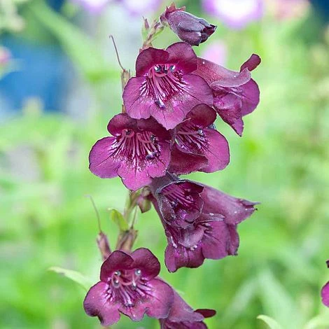 Penstemon 'Raven' 1 Penstemon 'Raven'