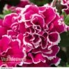 Petunia 'Tumbelina Anna'