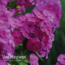 Phlox 'Nicky'