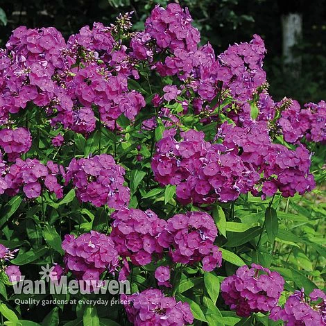 Phlox 'Nicky' 2 Phlox 'Nicky' - Image 2