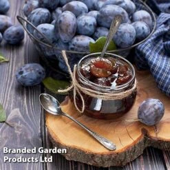 Plum Black Amber (Mini Fruit Tree) -Agapanthus Flowers Store PLUM T10632 D