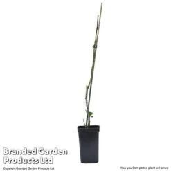 Plum Black Amber (Mini Fruit Tree) -Agapanthus Flowers Store PLUM T10632 E