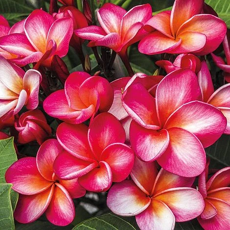 Plumeria 'Red' 1 Plumeria 'Red'