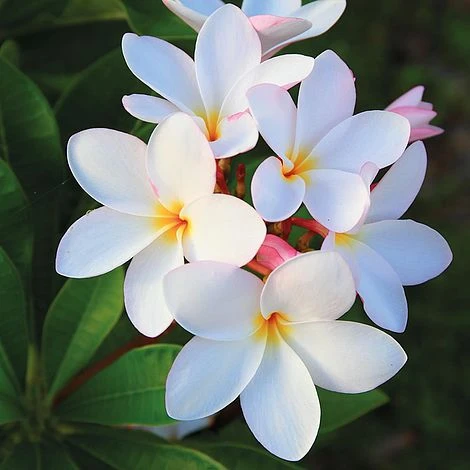 Plumeria 'White' 1 Plumeria 'White'