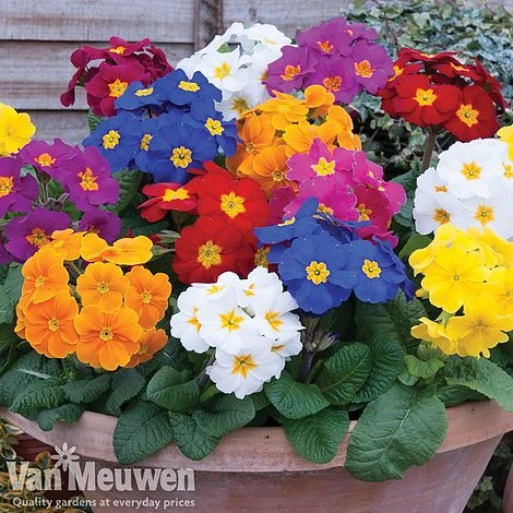 Polyanthus 'Crescendo' 2 Polyanthus 'Crescendo' - Image 2