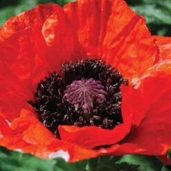 Poppy 'Beauty Of Livermere'