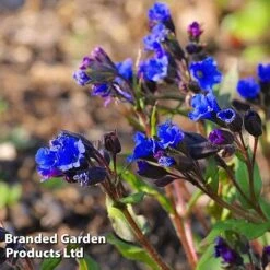 Pulmonaria 'Blue Ensign' -Agapanthus Flowers Store PULM T62252 C