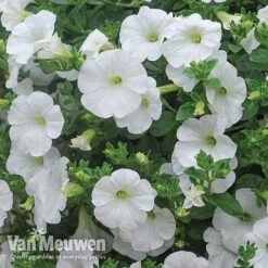 Petunia 'Surfinia' Pre-Planted Basket 9 Petunia 'Surfinia' Pre-Planted Basket -Agapanthus Flowers Store Petunia Surfinia White TMHF 8