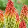 Red Hot Poker 'Traffic Lights'