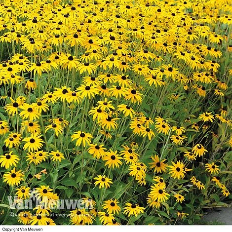 Rudbeckia Fulgida Var. Sullivantii 'Goldsturm' 1 Rudbeckia Fulgida Var. Sullivantii 'Goldsturm'