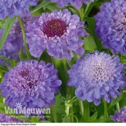 Scabious 'Blue Note' -Agapanthus Flowers Store SCAB V11581 B1