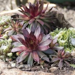 Sempervivum 'Mixed' 13 Sempervivum 'Mixed' -Agapanthus Flowers Store SEMP V65856 A