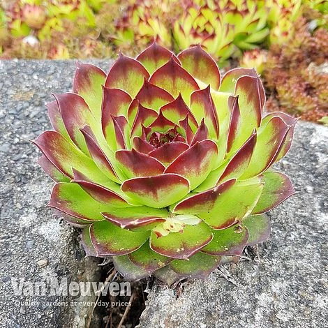 Sempervivum 'Mixed' 8 Sempervivum 'Mixed' - Image 8