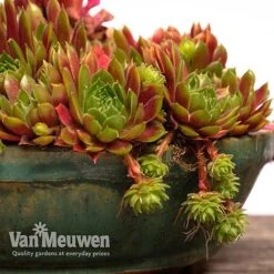 Sempervivum 'Mixed' 17 Sempervivum 'Mixed' -Agapanthus Flowers Store SEMP V65856 F