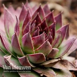 Sempervivum 'Mixed' 11 Sempervivum 'Mixed' -Agapanthus Flowers Store SEMP V65856 G