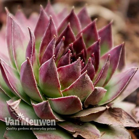 Sempervivum 'Mixed' 3 Sempervivum 'Mixed' - Image 3