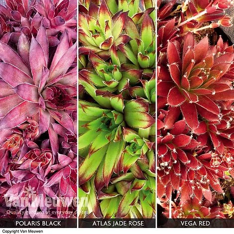 Sempervivum Collection 1 Sempervivum Collection