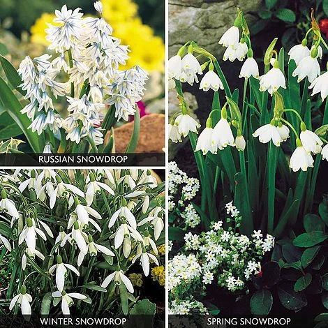 Snowdrop Collection 1 Snowdrop Collection