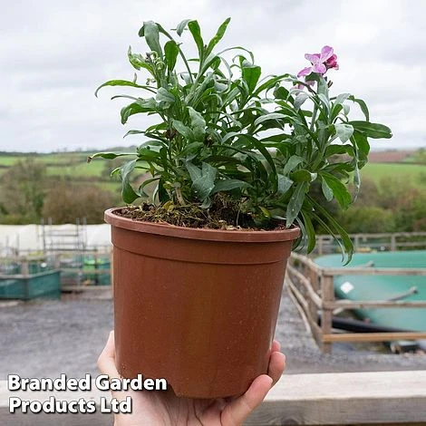 Wallflower 'Sugar Rush' Mix 2 Wallflower 'Sugar Rush' Mix - Image 2