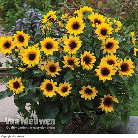Sunflower SunBelievable™ 'Brown Eyed Girl' 1 Sunflower SunBelievable™ 'Brown Eyed Girl'