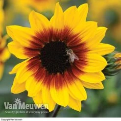 Sunflower SunBelievable™ 'Brown Eyed Girl' 6 Sunflower SunBelievable™ 'Brown Eyed Girl' -Agapanthus Flowers Store SUNB VKA1036 B