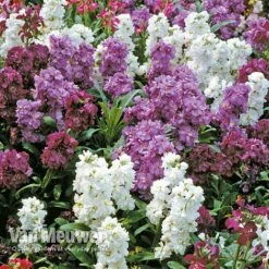 Stocks 'Brompton' -Agapanthus Flowers Store Stocks Brompton