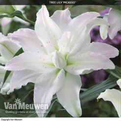 Tree Lily 'Crystal Collection' 6 Tree Lily 'Crystal Collection' -Agapanthus Flowers Store TREE 70647 C