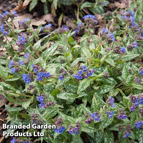 Pulmonaria 'Trevi Fountain' 2 Pulmonaria 'Trevi Fountain' - Image 2