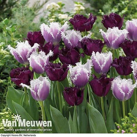 Tulip 'Black Cherry Frost' 1 Tulip 'Black Cherry Frost'