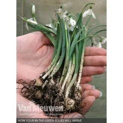 Spring Bulbs In The Green Collection -Agapanthus Flowers Store V59885 B