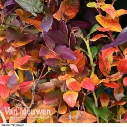 Blueberry 'Duke' -Agapanthus Flowers Store VACC 16574 VA1