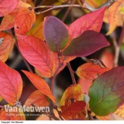 Blueberry 'Duke' -Agapanthus Flowers Store VACC 16574 VA2