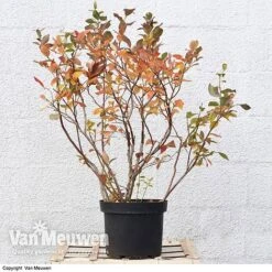 Blueberry 'Duke' -Agapanthus Flowers Store VACC 16574 VA3