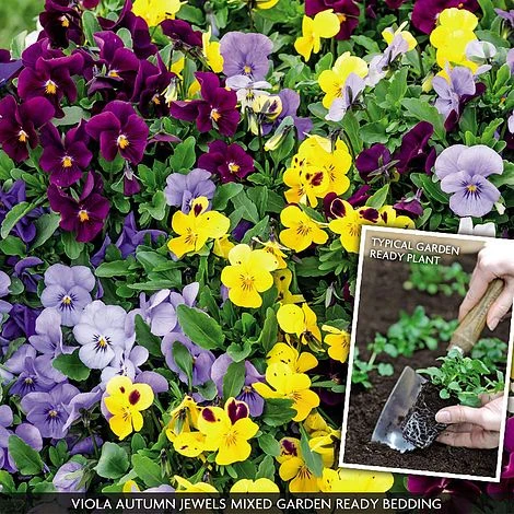 Viola 'Autumn Jewels Mixed' (Garden Ready) 1 Viola 'Autumn Jewels Mixed' (Garden Ready)