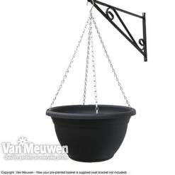 Pansy 'Universal Mixed' F1 Hybrid -Agapanthus Flowers Store VM Pre PlantedBasket1