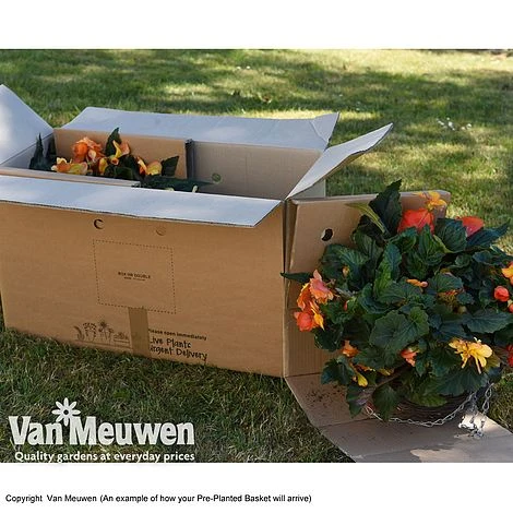 Geranium 'Balcon Mix' Pre-Planted Basket 6 Geranium 'Balcon Mix' Pre-Planted Basket - Image 6