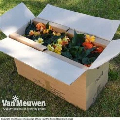 Geranium 'Balcon Mix' Pre-Planted Basket 10 Geranium 'Balcon Mix' Pre-Planted Basket -Agapanthus Flowers Store VM20PrePlantedBasketArrive6