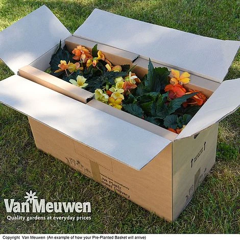 Geranium 'Balcon Mix' Pre-Planted Basket 5 Geranium 'Balcon Mix' Pre-Planted Basket - Image 5