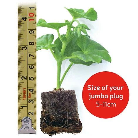 Begonia 'Illumination Mixed' 7 Begonia 'Illumination Mixed' - Image 7