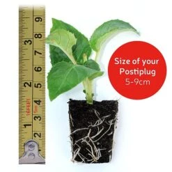 Alstroemeria 'Butterfly Hybrids' -Agapanthus Flowers Store VM20postiplugsize39